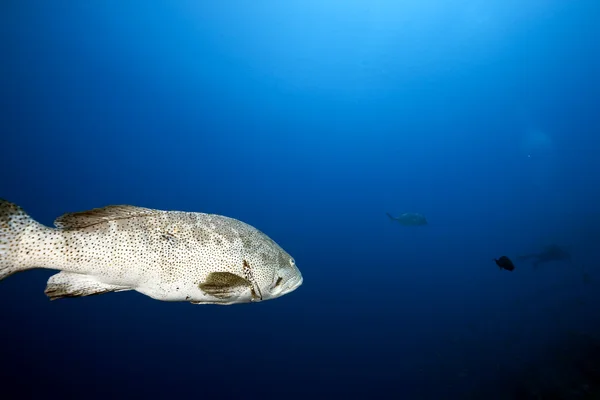 马拉巴尔石斑鱼和海洋 — 图库照片