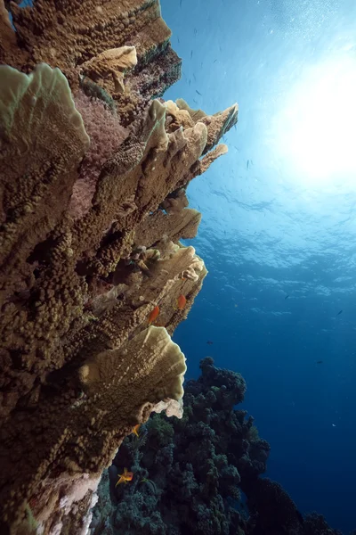 火板サンゴと海 — ストック写真