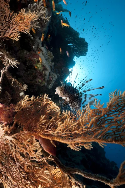 Lionfish in a seafan — Stock Photo, Image