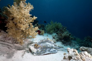 Bluespotted stingray in the Red Sea clipart