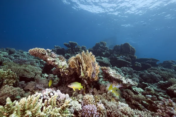 Ozean und Korallen im Roten Meer. — Stockfoto