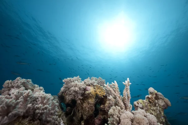 Ωκεανό και κοράλλια που λαμβάνονται στην Ερυθρά θάλασσα. — Φωτογραφία Αρχείου