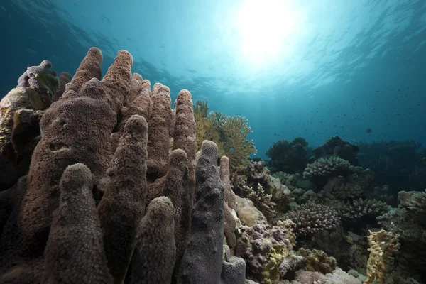 Ωκεανό και κοράλλια που λαμβάνονται στην Ερυθρά θάλασσα. — Φωτογραφία Αρχείου