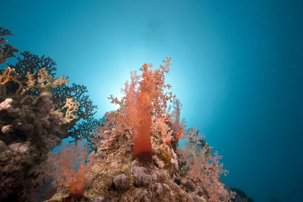 Oceán a korálů v Rudém moři. — Stock fotografie