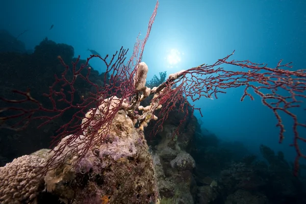 Oceán a korálů v Rudém moři. — Stock fotografie