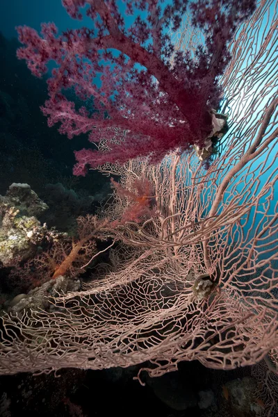 Lautan dan karang diambil di Laut Merah . — Stok Foto