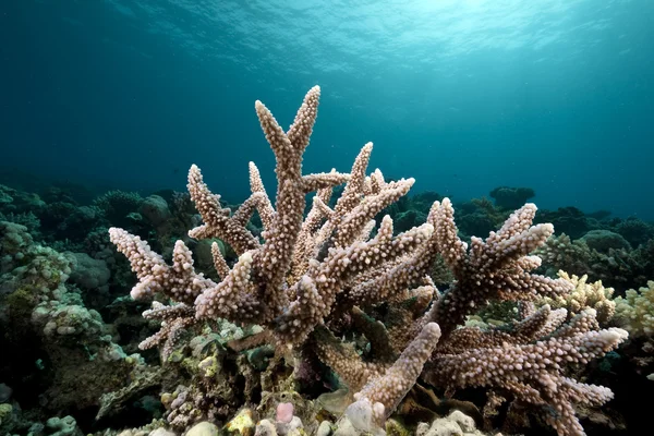 Océano y coral capturados en el Mar Rojo . —  Fotos de Stock