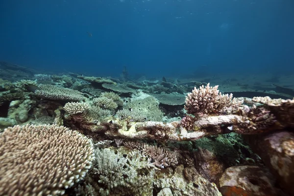 Stolní korály v Rudém moři — Stock fotografie