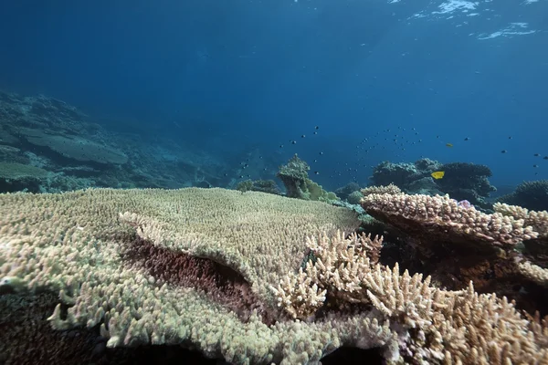 Stolní korály v Rudém moři — Stock fotografie