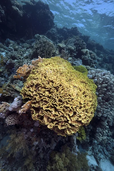 List korálů v Rudém moři — Stock fotografie