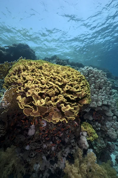 Leaf coral in the Red Sea — Stock Photo, Image