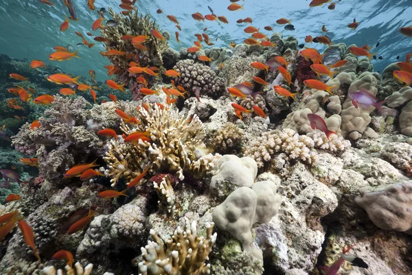 Coral and fish in the Red Sea — Stock Photo, Image