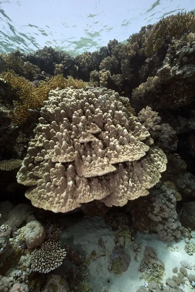 Купольные кораллы и рыба в Красном море — стоковое фото