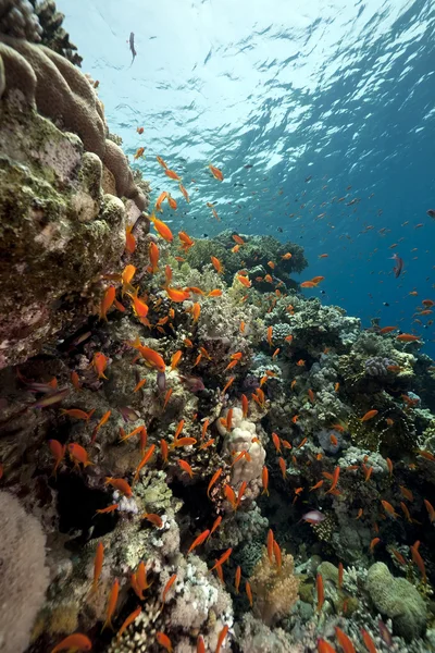 Korall és hal a vörös tengerben — Stock Fotó