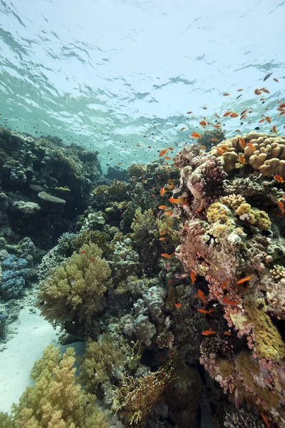 Κοράλλια και ψάρια στην κόκκινη θάλασσα — Φωτογραφία Αρχείου