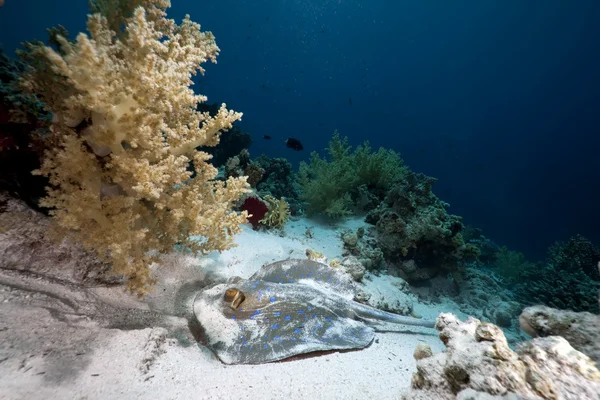 Stingray Bluespotted nel Mar Rosso — Foto Stock