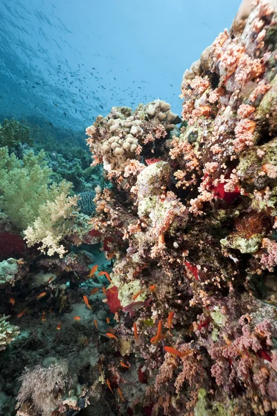 Corallo e pesce nel mare rosso — Foto Stock