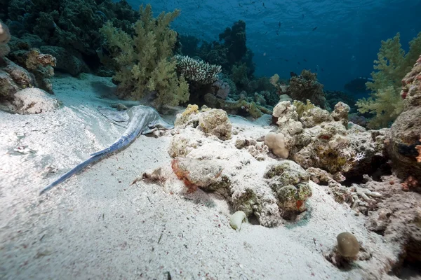 Scorpionfish diable dans la mer Rouge — Photo