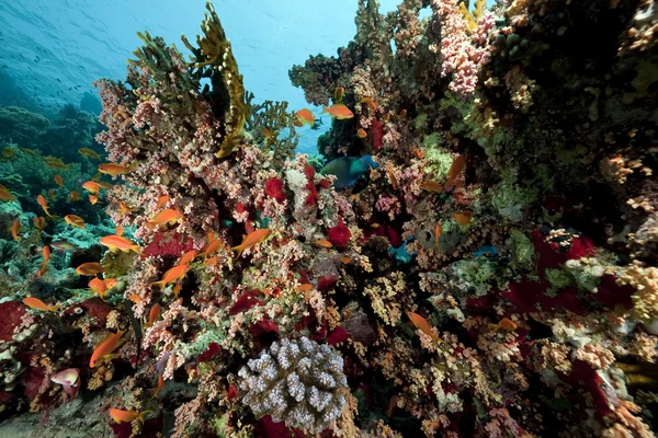 Kızıl denizde mercan ve balık — Stok fotoğraf