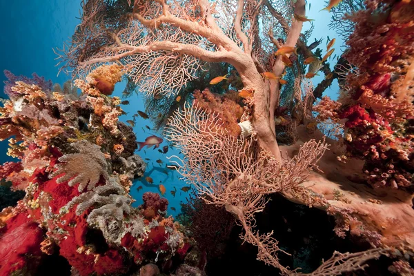 Кораллы и рыба в Красном море — стоковое фото