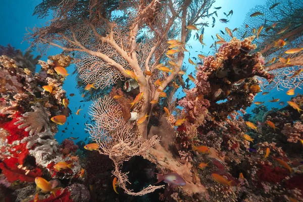Coral y peces en el mar rojo —  Fotos de Stock