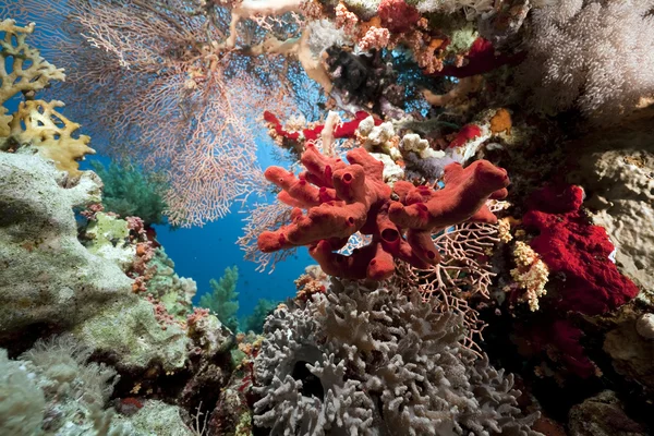 Coral e peixe no mar vermelho — Fotografia de Stock