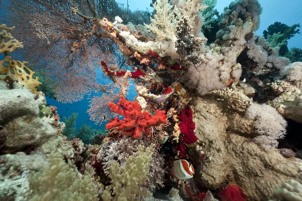 Coral and fish in the Red Sea — Stock Photo, Image