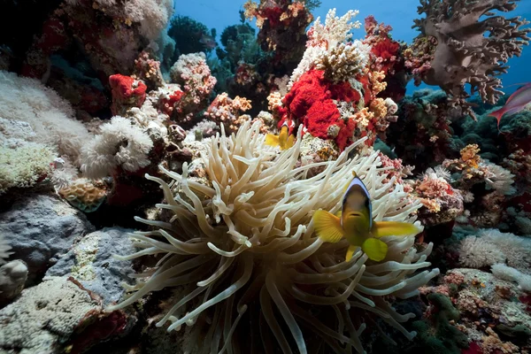 Anemonefish och anemone i Röda havet — Stockfoto