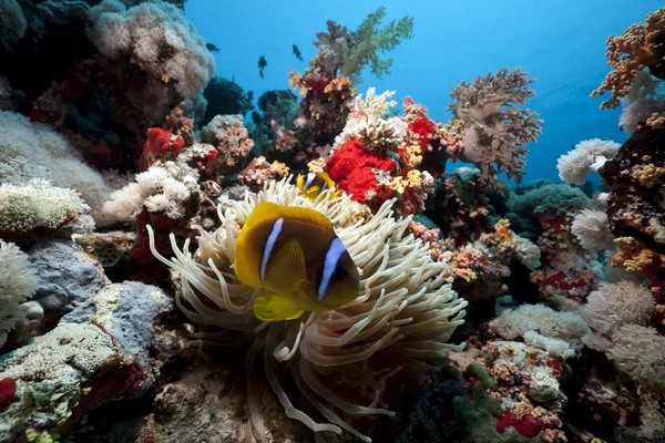 Peixe-anêmona e anêmona no Mar Vermelho — Fotografia de Stock