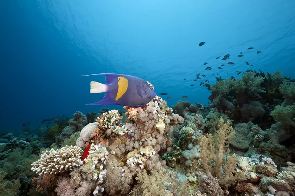 Koralowce i ryby w Morzu Czerwonym — Zdjęcie stockowe