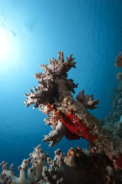 Korál a ryby v červeném moři — Stock fotografie