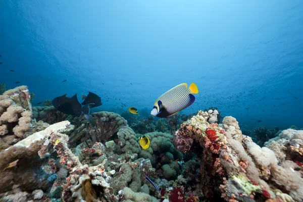 Korál a ryby v červeném moři — Stock fotografie