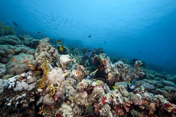 Korall och fisk i Röda havet — Stockfoto