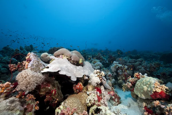 Кораллы и рыба в Красном море — стоковое фото