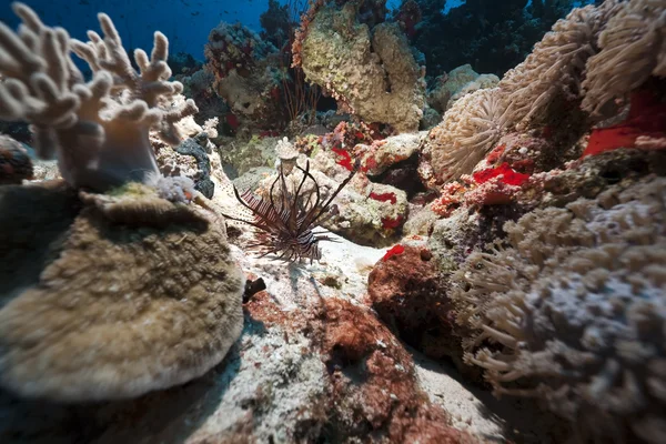 Koralli ja kala punaisessa meressä — kuvapankkivalokuva