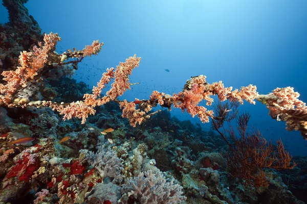 Coral y peces en el mar rojo — Foto de Stock