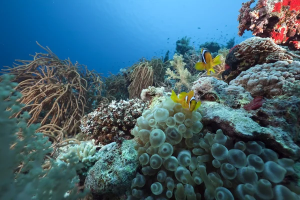 Безденежье и анемон в Красном море — стоковое фото