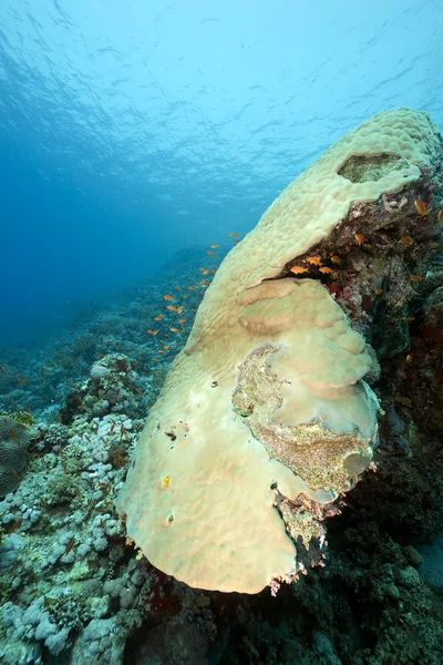 Горные кораллы и рыба в Красном море — стоковое фото