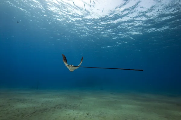 Eagle ray, de zon en de Oceaan — Stockfoto