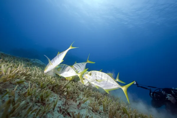 Golden trevally and an underwater photographer — Stock Photo, Image