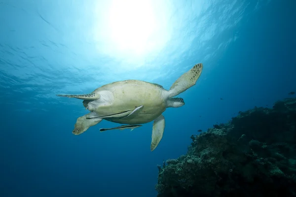 Weibliche grüne Schildkröte schwimmt — Stockfoto