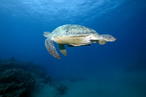 Vrouwelijke soepschildpad zwemmen — Stockfoto