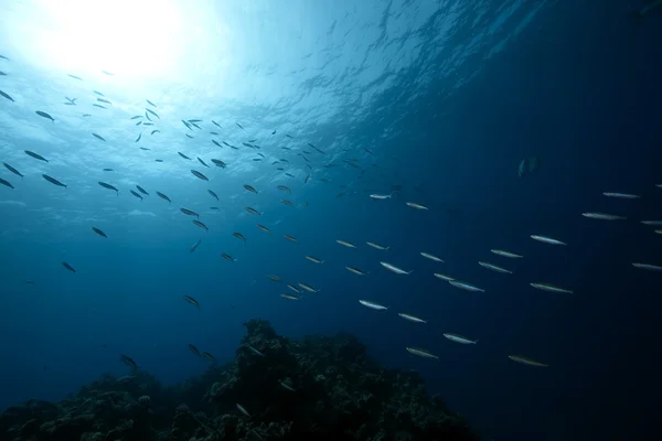 Ozean und Fisch — Stockfoto