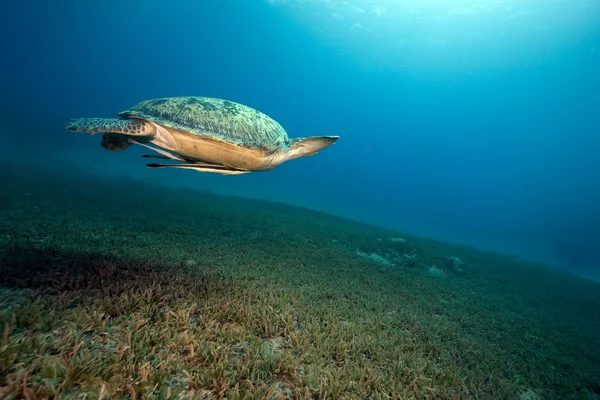 Tartaruga verde fêmea natação — Fotografia de Stock