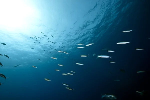 Okyanus ve balık — Stok fotoğraf
