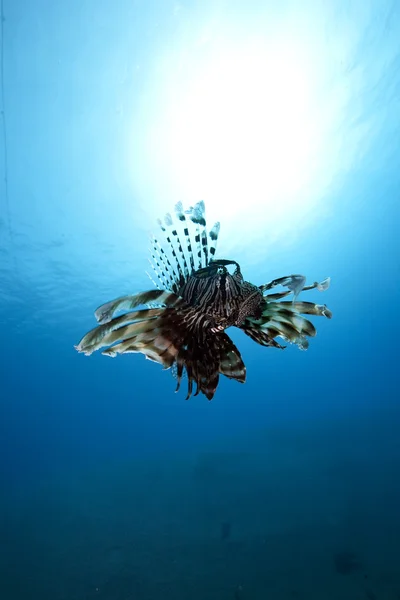 Lionfish mavi su, — Stok fotoğraf
