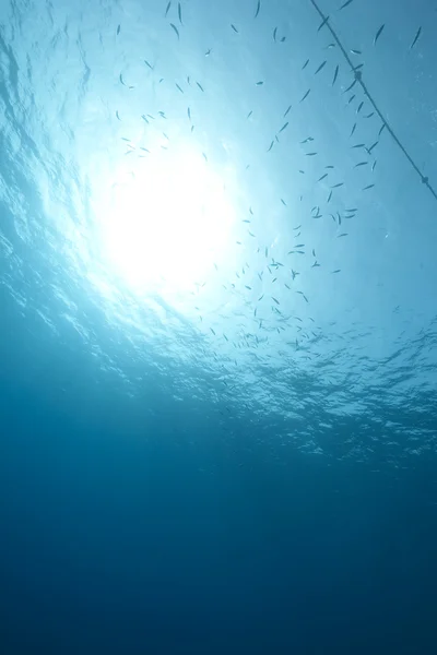 Океан и рыбы — стоковое фото