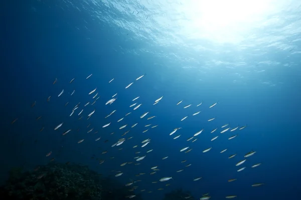 Océano y peces —  Fotos de Stock