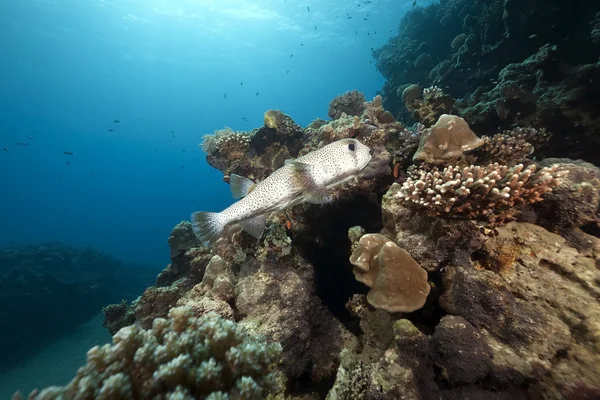 Porcupinefish 和海洋 — 图库照片
