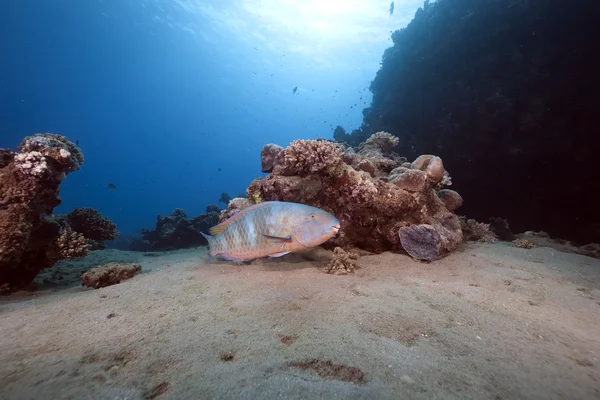 Parrotfish, deniz ve güneş — Stok fotoğraf
